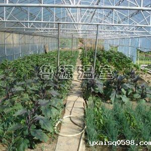 蔬菜大棚温室