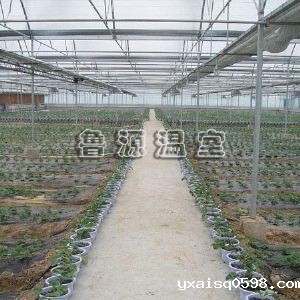 蔬菜大棚温室