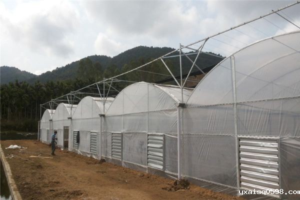 薄膜育苗连栋温室.jpg