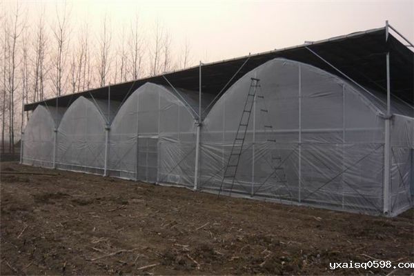 膜连栋温室大棚.jpg