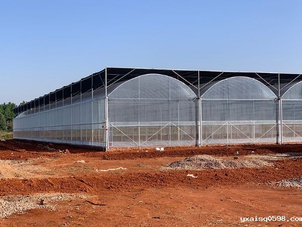 连栋薄膜温室.jpg
